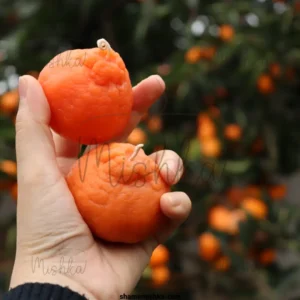شمع نارنگی کامل در دست با پس زمینه درخت نارنگی